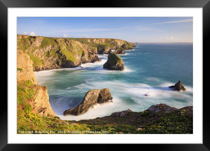 Thrift and Kidney Vetch at the Bedruthan Steps Framed Mounted Print by Andrew Ray