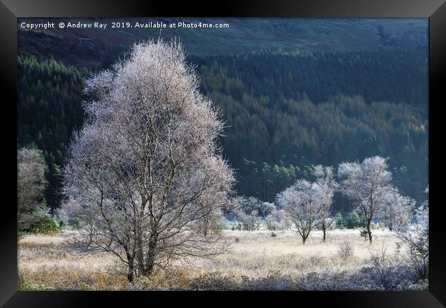 Frosty tree's (Glen Goil). Framed Print by Andrew Ray