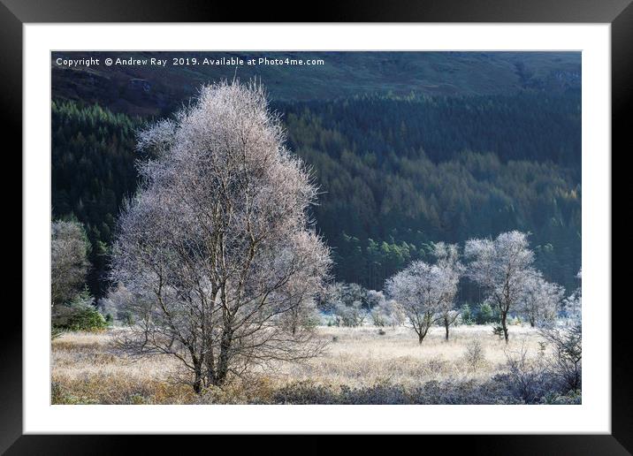 Frosty tree's (Glen Goil). Framed Mounted Print by Andrew Ray