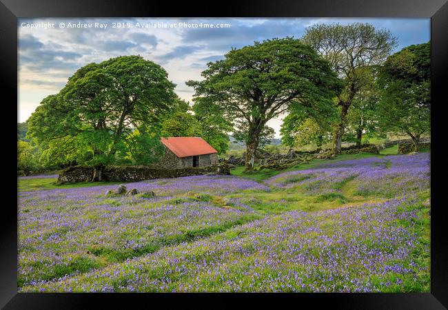 Emsworthy Mire Bluebells Framed Print by Andrew Ray