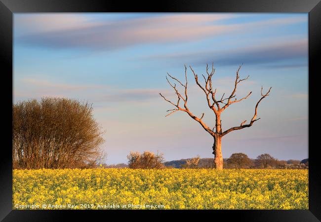 Tree in oilseed rape field (Lonely Farm) Framed Print by Andrew Ray