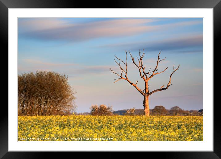 Tree in oilseed rape field (Lonely Farm) Framed Mounted Print by Andrew Ray