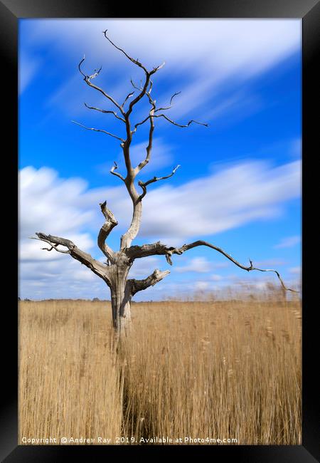 Lone tree in reeds (Snape Maltings) Framed Print by Andrew Ray
