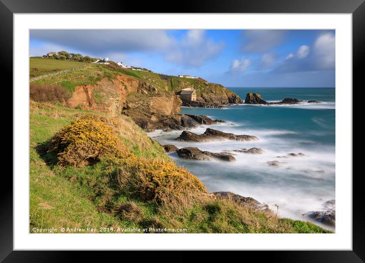 Gorse on the clifftop (Lizard) Framed Mounted Print by Andrew Ray