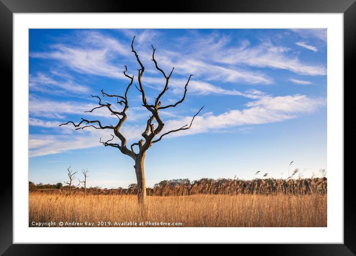 Evening light at Snape Maltings Framed Mounted Print by Andrew Ray
