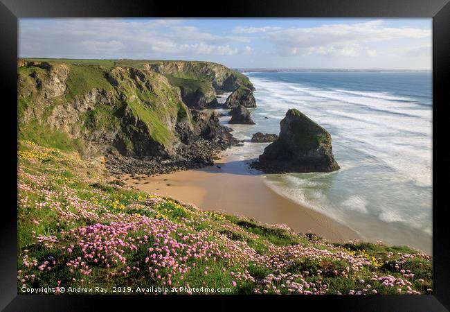 Spring flora (Bedruthan Steps) Framed Print by Andrew Ray