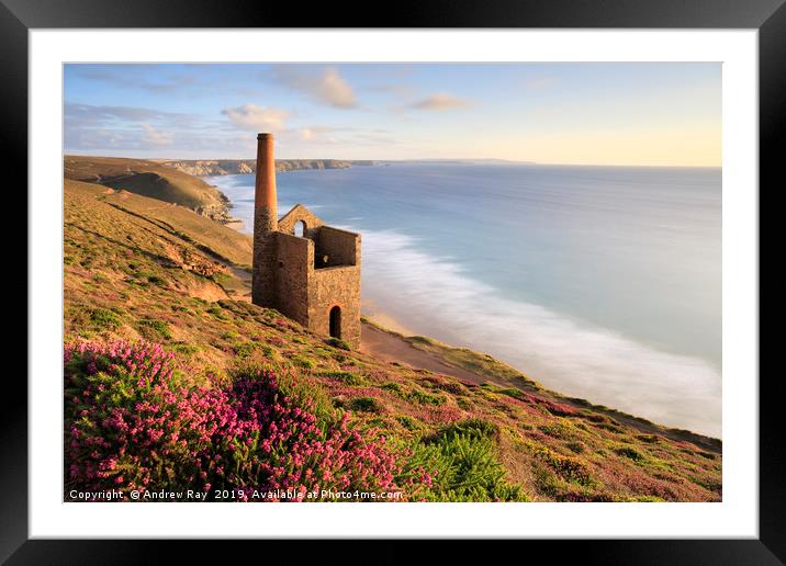 Heather clump (Wheal Coates) Framed Mounted Print by Andrew Ray