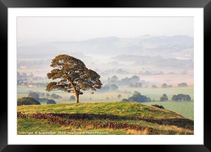 Tree in the mist (Roaches) Framed Mounted Print by Andrew Ray