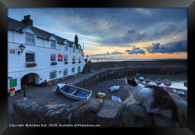 Cat at Clovelly Framed Print by Andrew Ray