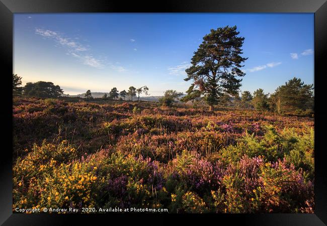 Evening Light on Woodbury Common Framed Print by Andrew Ray