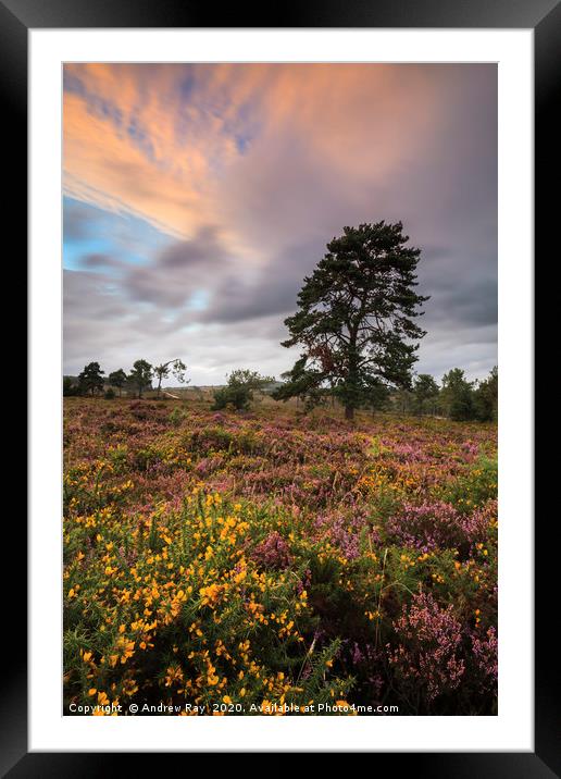 Autumn Colour (Woodbury Common) Framed Mounted Print by Andrew Ray