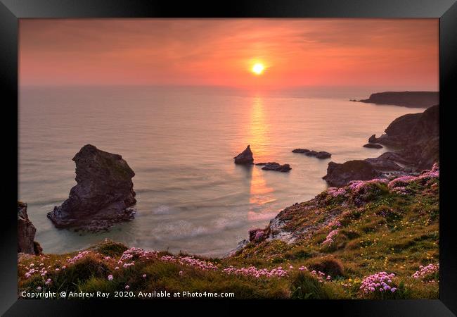 Thrift at Sunset (Bedruthan Steps)  Framed Print by Andrew Ray