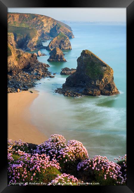 Thrift and Sea Stacks (Bedruthan Steps)  Framed Print by Andrew Ray