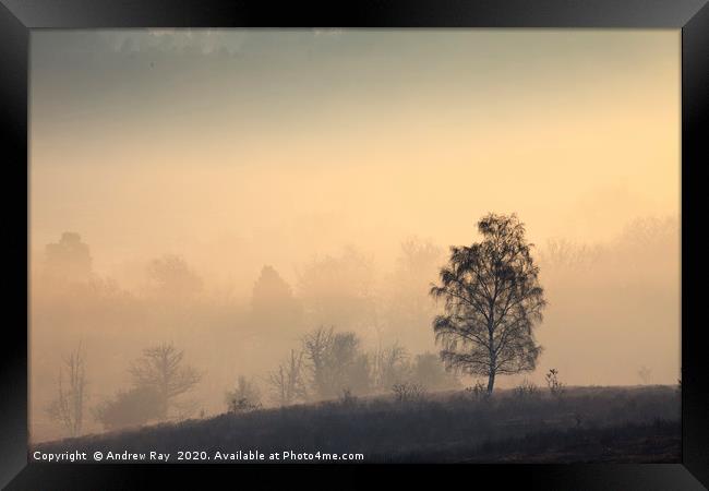 Tree's  in the Mist (Mogshade Hill) Framed Print by Andrew Ray