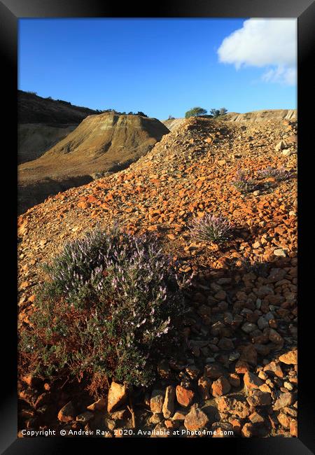 Heather at Wheal Maid Framed Print by Andrew Ray