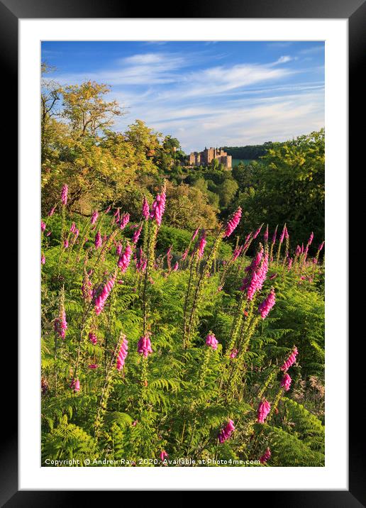 Fox Gloves at Dunster Framed Mounted Print by Andrew Ray