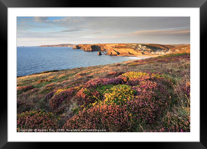 Heather near Portreath Framed Mounted Print by Andrew Ray
