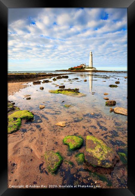St Mary's Lighthouse Framed Print by Andrew Ray