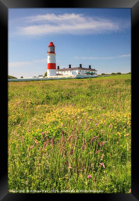 Souter Lighthouse Framed Print by Andrew Ray