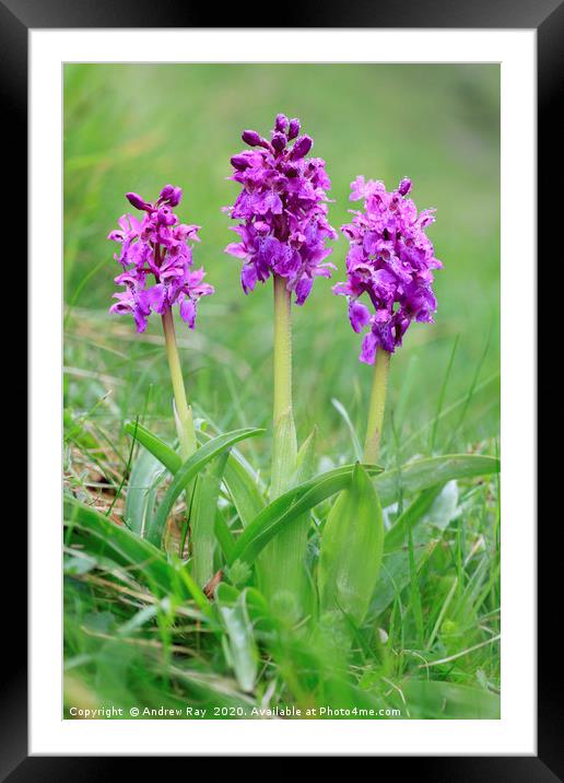 Early Purple Orchids Framed Mounted Print by Andrew Ray