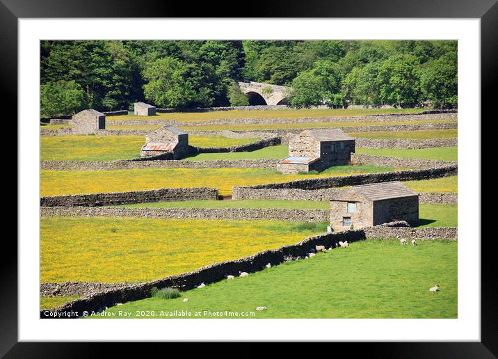 Gunnerside Hay Meadows Framed Mounted Print by Andrew Ray