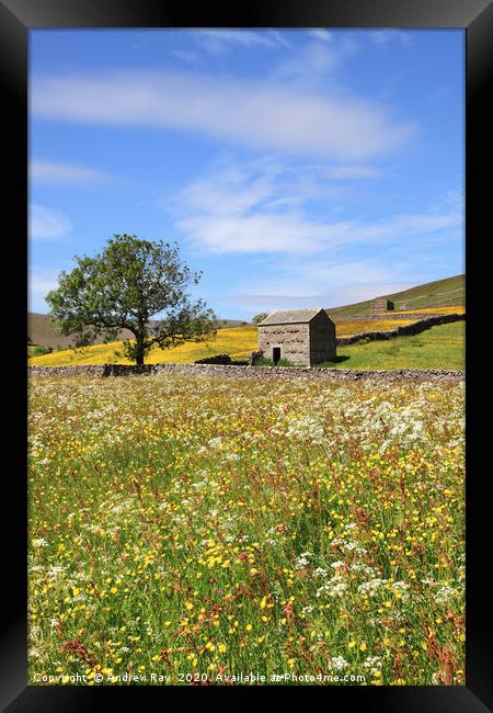 Thwaite Hay Meadow Framed Print by Andrew Ray