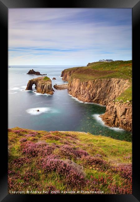 Heather on Pordennack Point (Land's End) Framed Print by Andrew Ray