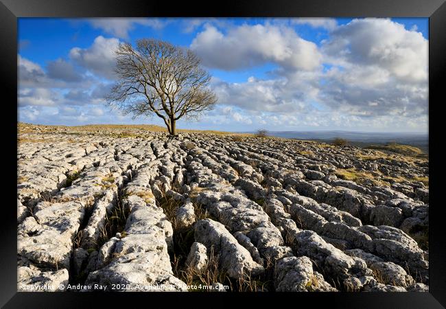 Tree and limestone pavement (Malham Lings) Framed Print by Andrew Ray