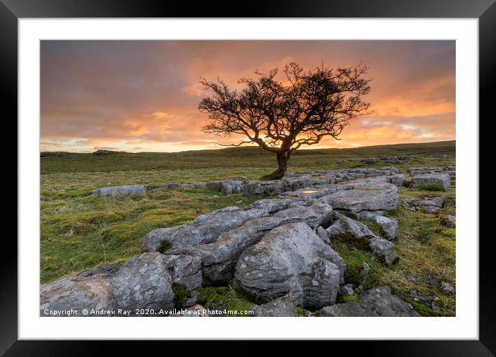 Hawthorn tree at sunrise (Winskill Stones) Framed Mounted Print by Andrew Ray