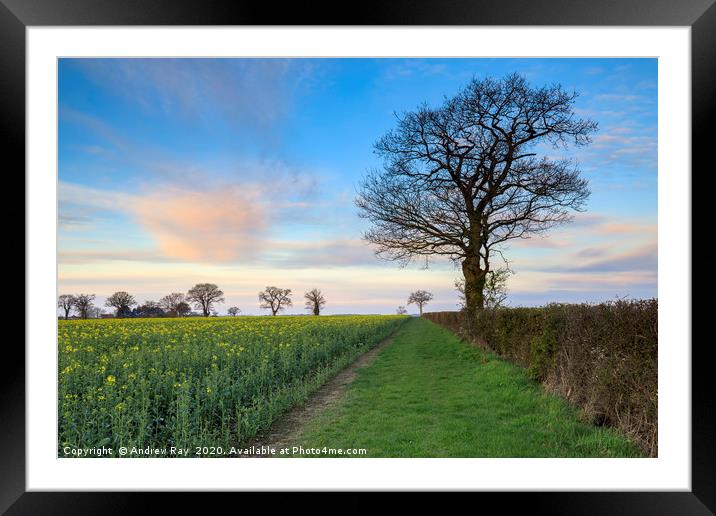 Morning at Lonely Farm (Suffolk) Framed Mounted Print by Andrew Ray