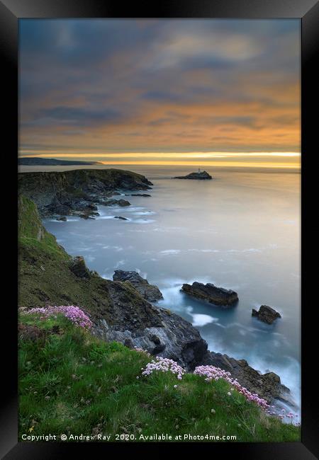 Thrift on the cliff top (Godrevy) Framed Print by Andrew Ray