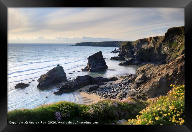 Thift and Kidney Vetch above Bedruthan Steps Framed Print by Andrew Ray