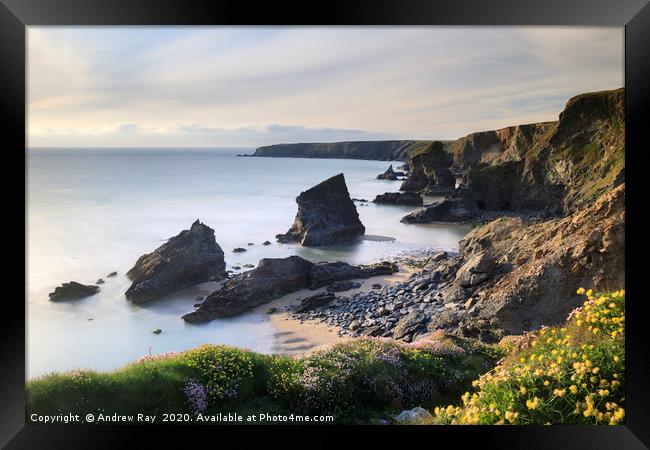 Kidney vetch and thift above Bedruthan Steps Framed Print by Andrew Ray