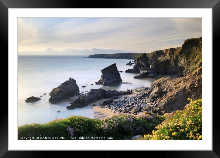 Kidney vetch and thift above Bedruthan Steps Framed Mounted Print by Andrew Ray