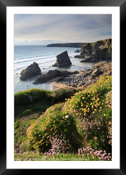 Spring flowers above Bedruthan Beach Framed Mounted Print by Andrew Ray