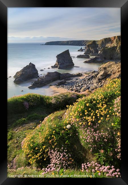 Sping flora above Bedruthan Beach Framed Print by Andrew Ray