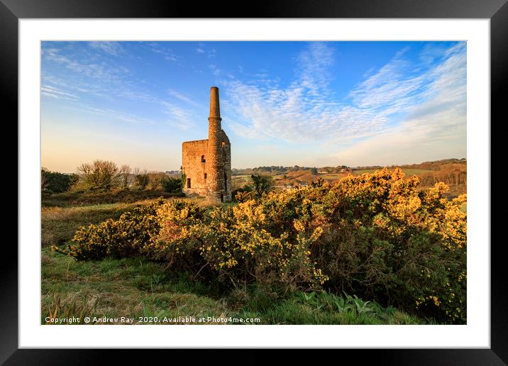 Gorse at Wheal Unity Wood Mines Framed Mounted Print by Andrew Ray