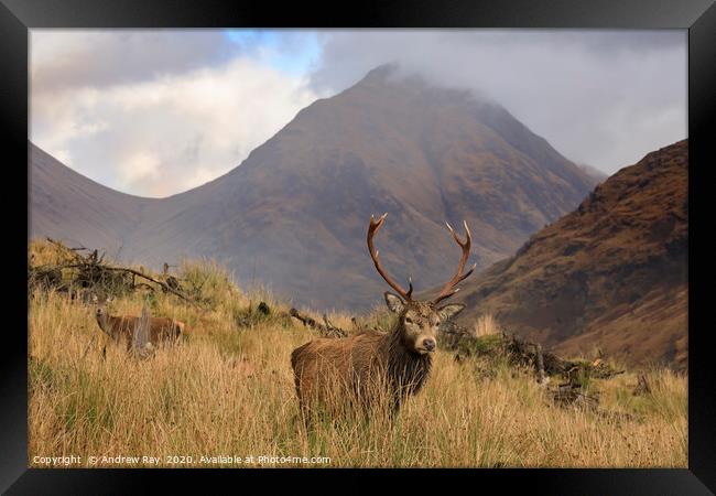 Deer in the Scottish Highlands Framed Print by Andrew Ray
