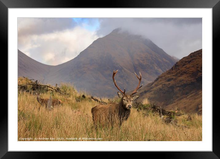 Deer in the Scottish Highlands Framed Mounted Print by Andrew Ray