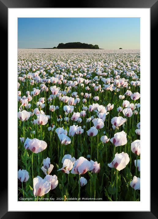 Opium Poppies at West Morden Framed Mounted Print by Andrew Ray