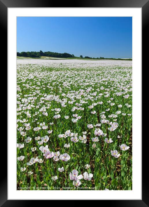 Field of Opium Poppies (Dorset) Framed Mounted Print by Andrew Ray