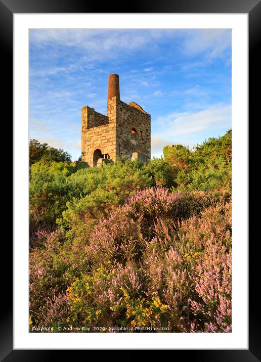 Heather at Wheal Peevor Framed Mounted Print by Andrew Ray