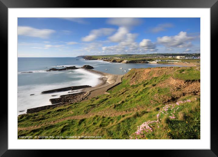 Thrift on the clifftop above Bude Breakwater Framed Mounted Print by Andrew Ray