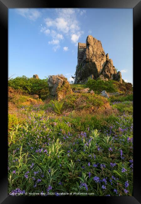 Spring flora at Roche Rock Framed Print by Andrew Ray