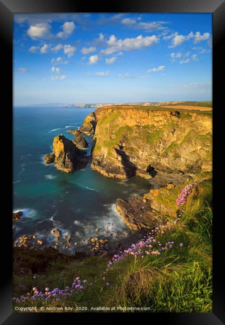 Thrift at Hells Mouth Framed Print by Andrew Ray