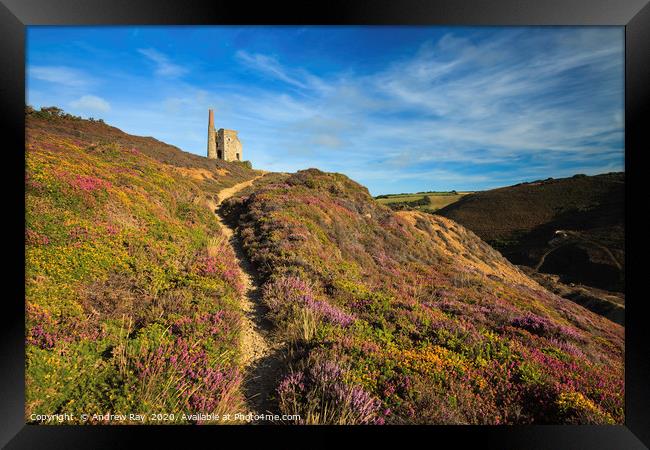 Heather at Tywarnhayle Framed Print by Andrew Ray