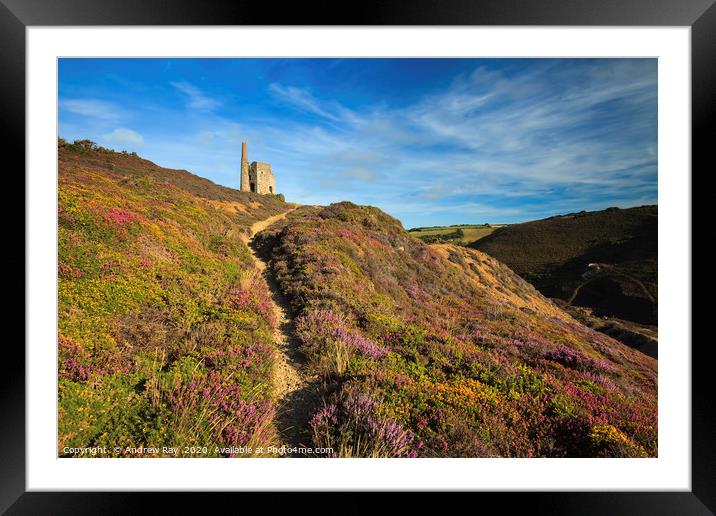 Heather at Tywarnhayle Framed Mounted Print by Andrew Ray