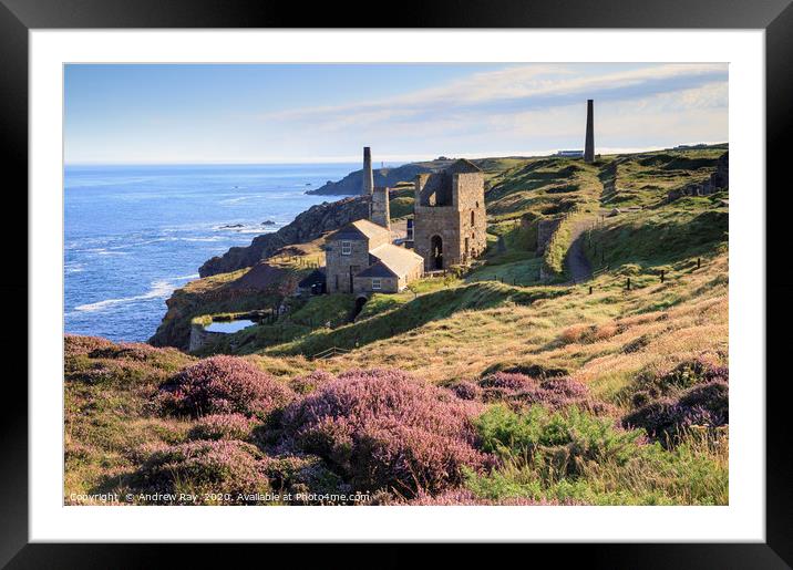 Heather at Levant Mine Framed Mounted Print by Andrew Ray