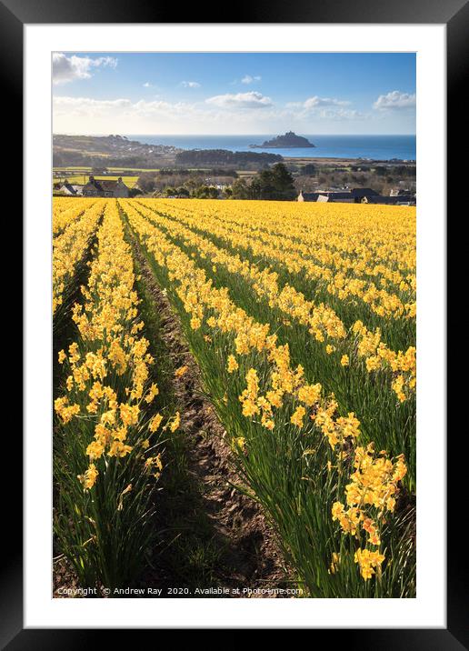 Rows of daffodils (St Michael's Mount) Framed Mounted Print by Andrew Ray