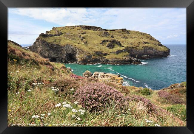 Heather at Tintagel Castle Framed Print by Andrew Ray